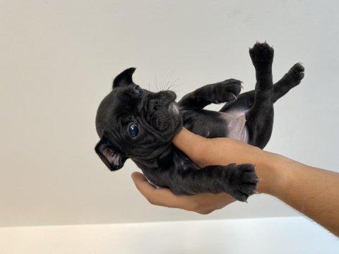 Muhteşem french bulldog yavrular