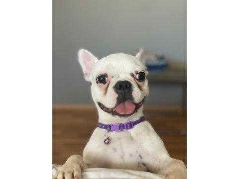 Ücretsiz dişi french bulldog