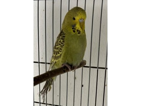 Jumbo muhabbet kuşları