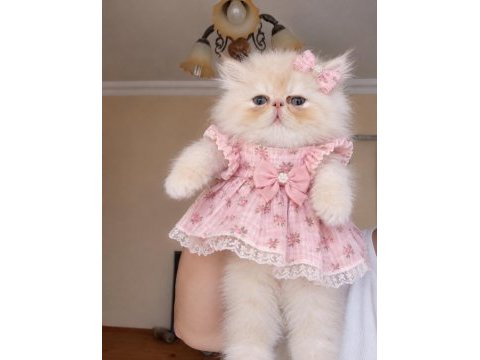 Dişi persian