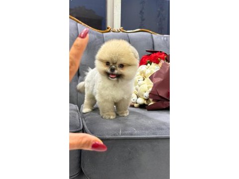 Vitrin güzeli köpeğimiz