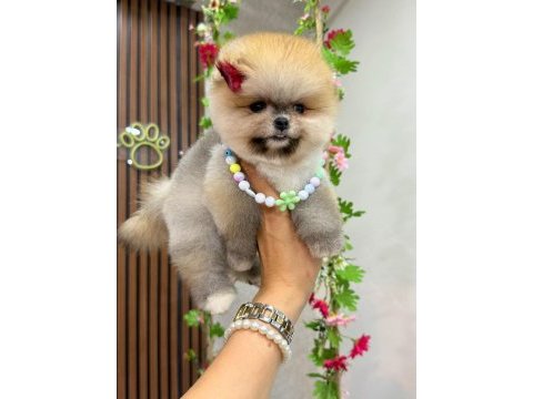 Pomeranian boo puppy