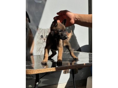 Mermi belçika kurdu