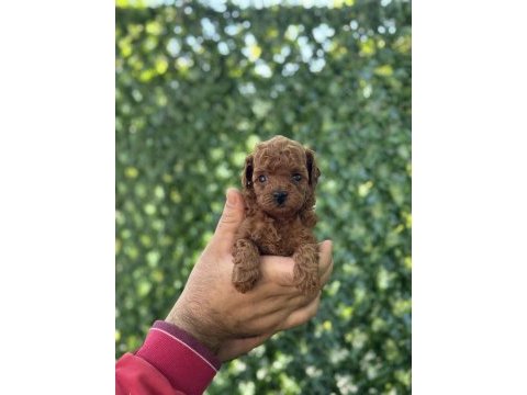 Irk ve sağlık garantili toy ve teacup poodle