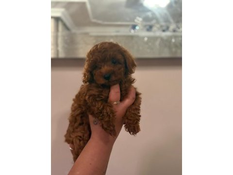 Kore toy poodle bebekler