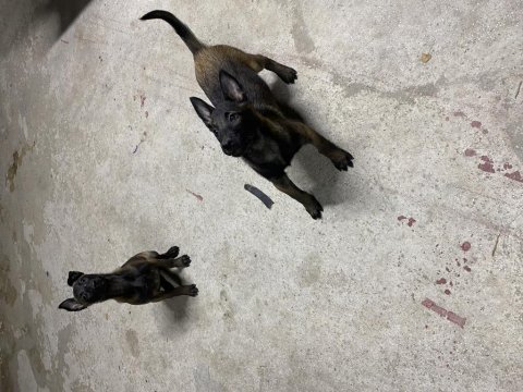 60 günlük belçika çoban köpeği (malinois)