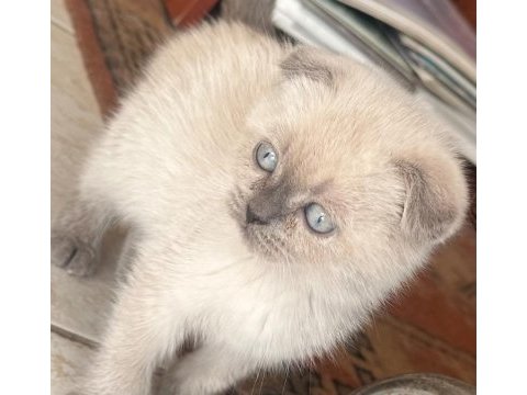 2 aylık scottish fold erkek muğla merkez ve çevresi