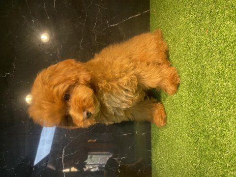 Poodle yavrumuz