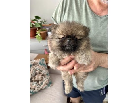 Erkek pomeranian son erkek teddy bear ayı surat yavrumuz