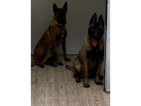 Köpekler çok acil sahiplendirilmesi gerekiyor