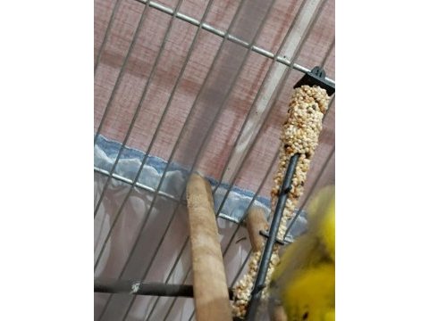 Şov jumbo erkek damızlık muhabbet kuşu