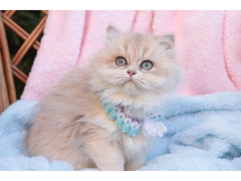 Safkan blue golden dişi yavru british longhair