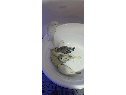 Yeni yeme düşmüş yavru muhabbet kuşlar