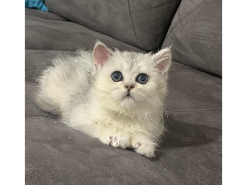 Evden show kalite safkan british shorthair bebekler