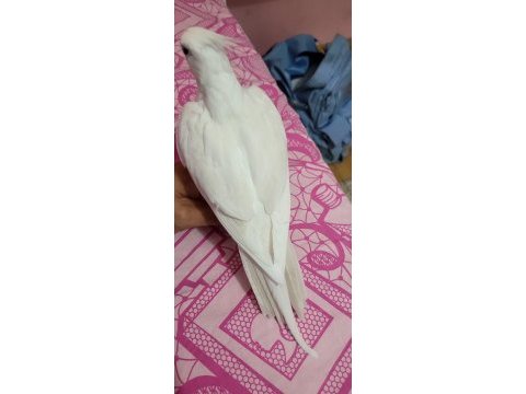 9 aylık kırmızı göz albino sultan papağanı
