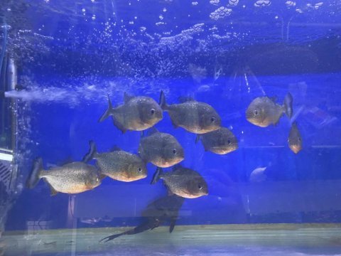 Full etcil pirana 9 adet boylar 13 17 cm arası
