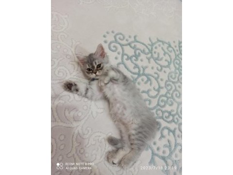 British longhair