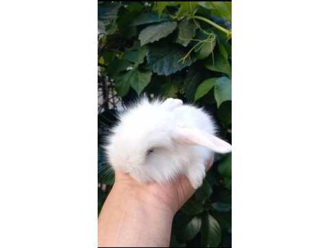 Safkan mini lop tavşan yavruları