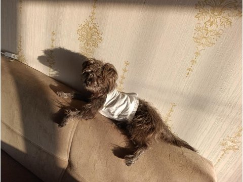 Köpeğimizi sahiplendirme