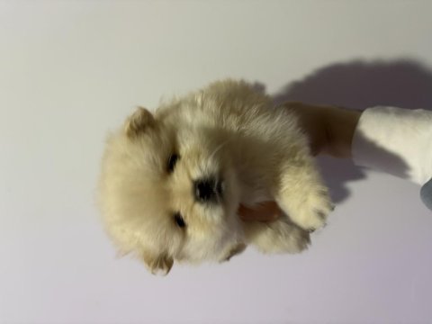 1 aylık pomeranian boo bebeklerimiz