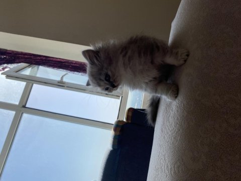 Evinizin yeni british shorthair arkadaşı