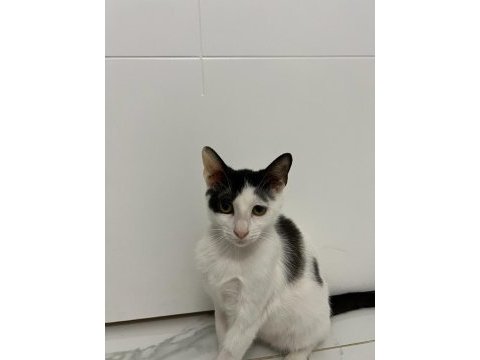 3,5 aylık yavru erkek kedimiz