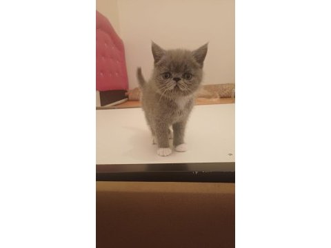 Egzotik shorthair bebek kediler yeni yuvalarını arıyorlar