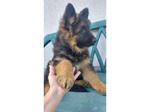 Saf kan alman çoban köpeği yavruları