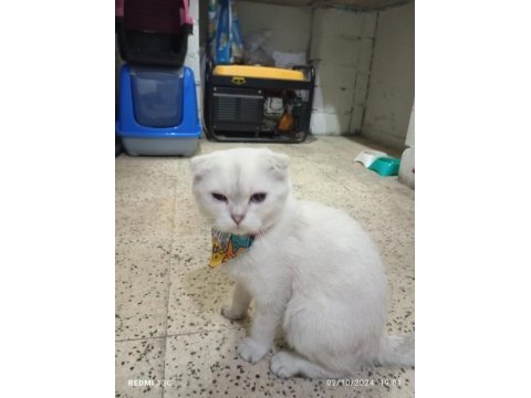Scottish fold erkek kedimiz