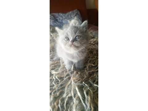 Safkan ırk garantili british shorthair yavrular