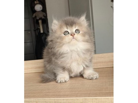 British longhair kedilerim