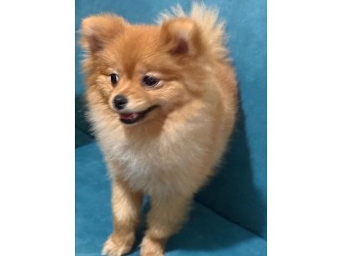 7 aylık dişi pomeranian