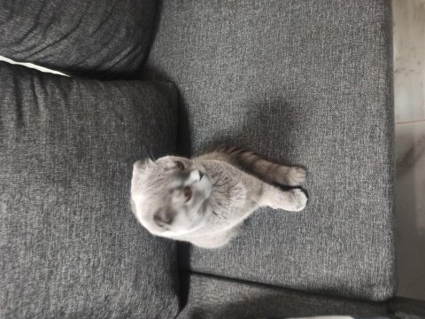 Scottish fold aşılı yavru