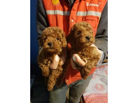 Red brown a kalite orjinal toy poodle yavrular