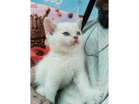Ankara nın en güzel british shorthair yavruları
