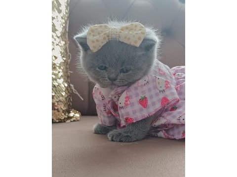 50 günlük sevimli british shorthair kız bebeğimiz