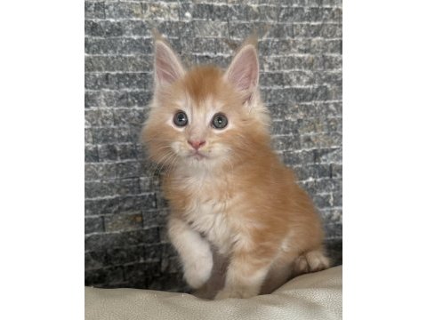 Maine coon al-satçılara ve aracılara dikkat