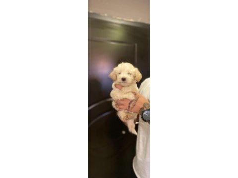 Maltipoo yavrularımız