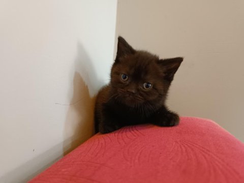British shorthair kahverengi