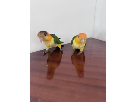 Caique papağanı portakal kafa çok şirinler
