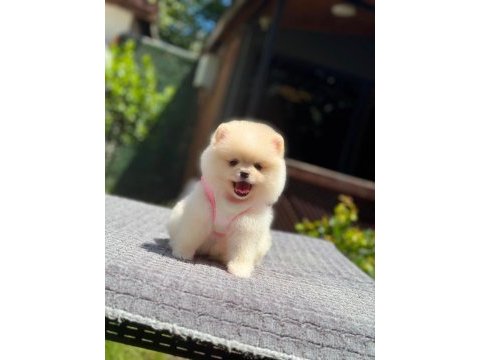 Sağlık ve ırk garantili pomeranian