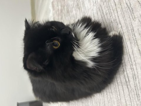 Scottish fold 1,5 yaşında dişi