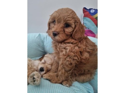Toy poddle yavrularımız