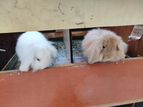 Hollanda lop tavşanı