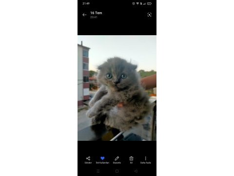 3 aylık scottish fold erkek