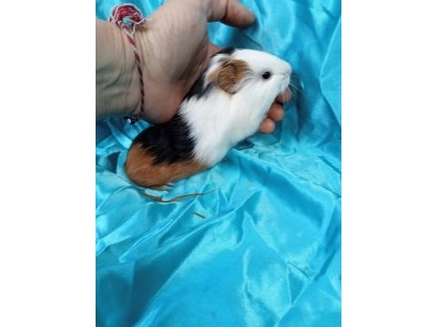 Hollandan amerikan ve dutch ginepig yavrular