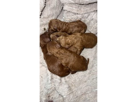 Dark renk kore teacup poodle bebekler rezerve