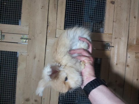 Angora tavşan yavrusu