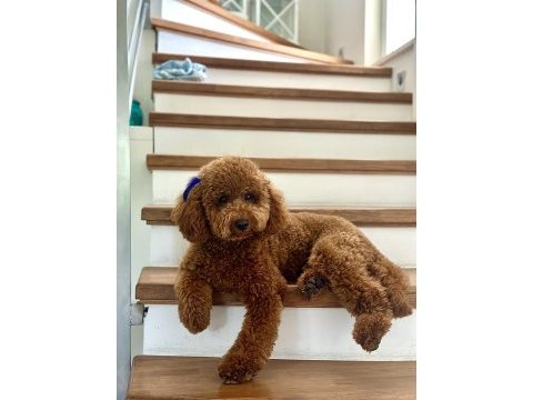 Toy poodle oğlumuza eş arıyoruz