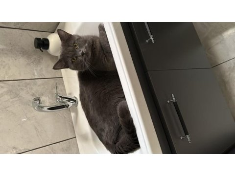 10 aylık british shorthair